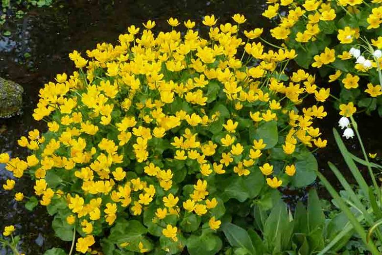 Caltha palustris, Marsh Marigold, Kingcup, Boots,Meadow-Bright, Meadow Buttercup, Meadow Cowslip, Soldier's Buttons, Water Boots,Water Buttercup, Water Cowslip, Water Dragon, Yellow Flowers