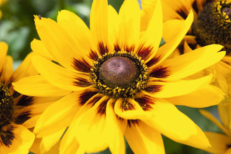 Rudbeckia hirta, Black eyed Susan, yellow wildflower, drought tolerant native perennial
