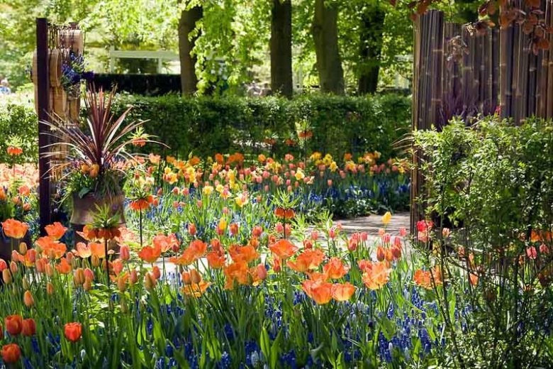 Tulipa 'Apricot Foxx',Tulip 'Apricot Foxx', Triumph Tulip 'Apricot Foxx', Triumph Tulips, Spring Bulbs, Spring Flowers, Orange Tulip, Bicolor Tulip, Apricot Tulip
