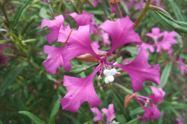 Clarkia unguiculata, Elegant Clarkia, Elegant Fairyfan, Mountain Garland, Clarkia elegans, Purple Flowers, Pink Flowers