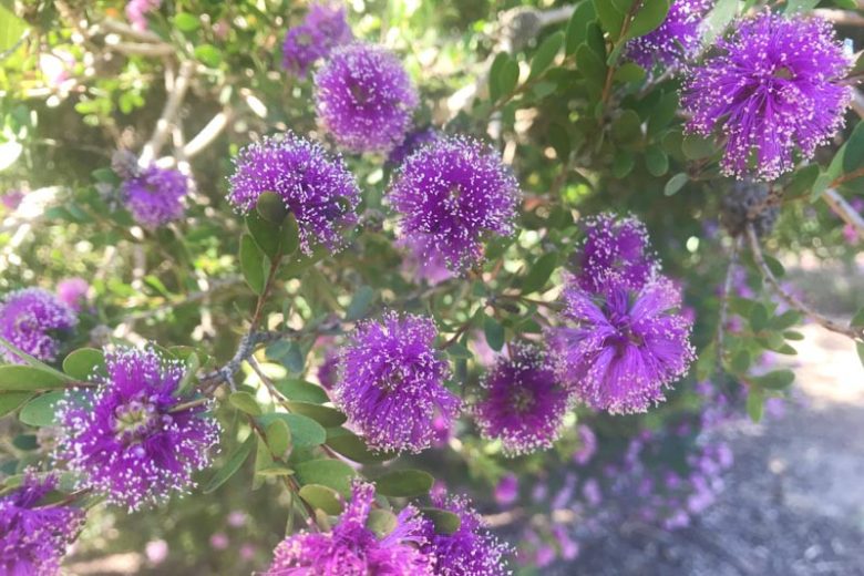 Melaleuca nesophila, Showy Honey-Myrtle, Pink Melaleuca, Evergreen Shrub, Evergreen Tree, Pink Flowers, Australian Native Plants