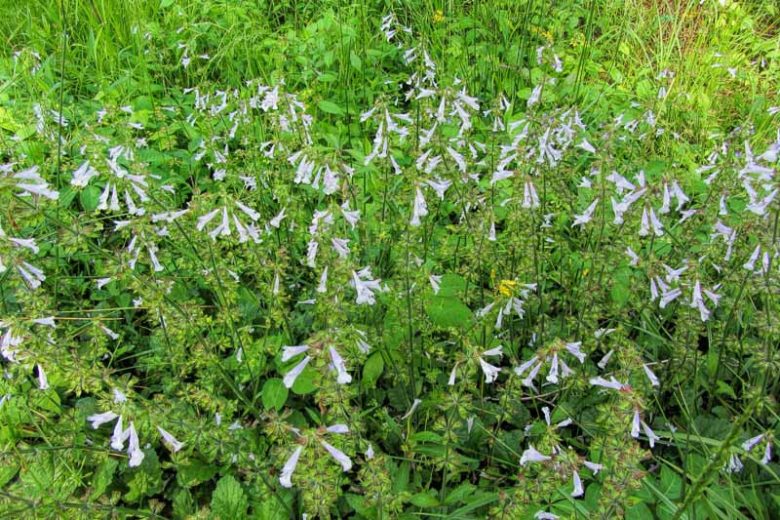 Salvia lyrata, Lyreleaf Sage, Cancer Weed, Lavender Sage, Native Sage
