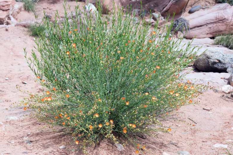 Sphaeralcea ambigua, Desert Globemallow, Apricot Globe-Mallow, Desert Mallow, Globe Mallow, Apricot Mallow, Orange Flowers