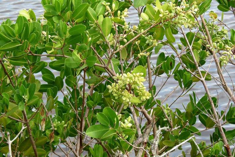 Laguncularia racemosa, White Mangrove, Conocarpus racemosa, Florida Native Shrub, Florida Native Tree, Evergreen Shrub, Evergreen Tree