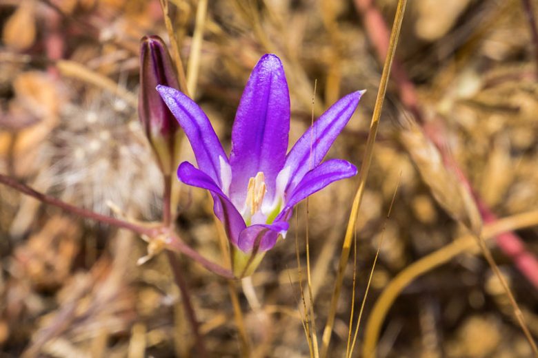 Brodiaea elegans, Harvest Brodiaea, Elegant Cluster-Lily, Elegant Clusterlily, Spring Bulbs, Spring Flowers, Blue Flowers, Purple Flowers