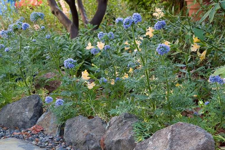 Gilia capitata ,Blue Gilia, Blue-head Gily-flower, Bluehead Gilia, Globe Gilia, Blue Thimble Flower, Blue Field Gilia, Drought tolerant flowers