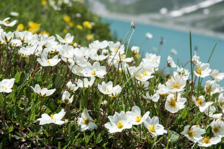 Dryas octopetala, Eightpetal Mountain-avens, Eight-petal Mountain-avens, White Mountain-avens, Mountain Dryas, Mountain Avens, Creeping Oak, white flowers, ground covers, groundcover, perennial ground cover