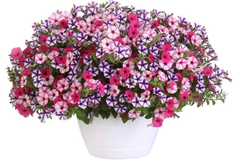 Petunia 'Supertunia Sangria Charm', Supertunia Sangria Charm Petunia, Mounding Petunia, Pink Petunia, Pink Flowers