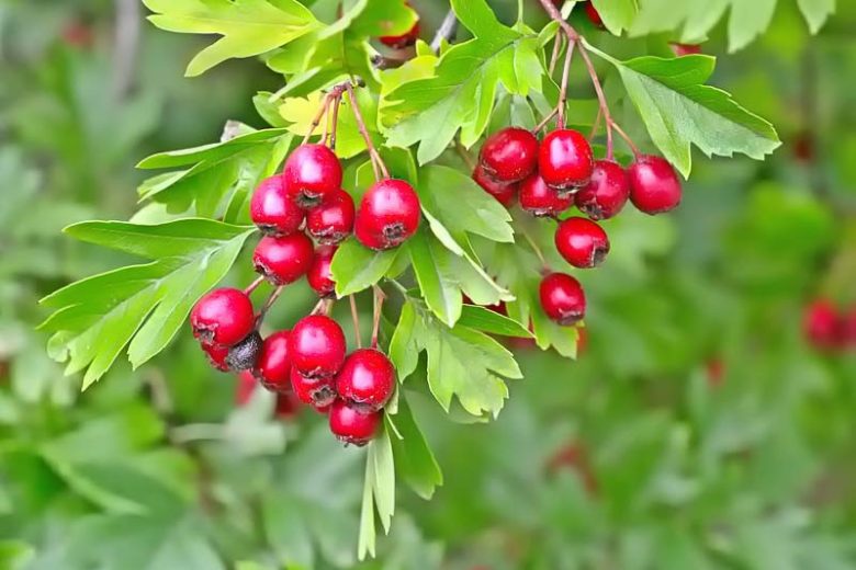 Crataegus monogyna, Single-Seedseed Hawthorn, Common Hawthorn, Hedgerow Thorn, May, Red fruit, red berries, Winter fruits, White flowers,