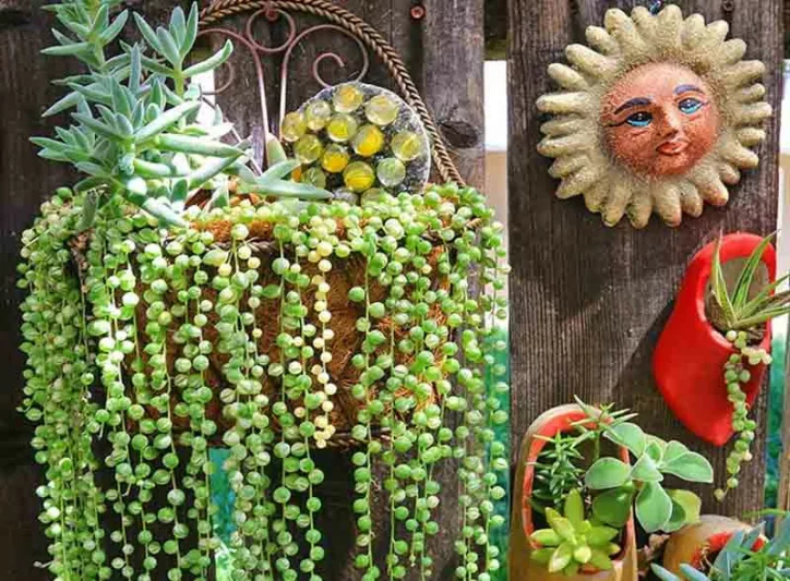 Senecio rowleyanus, String of Pearls, String of Beads, Hanging Succulent, Hanging basket Succulent
