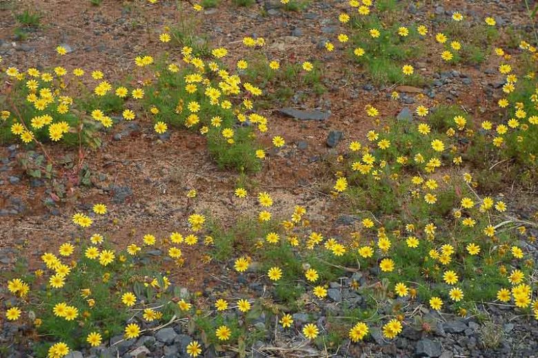 Thymophylla tenuiloba, Bristleleaf Pricklyleaf, Dahlberg Daisy, Golden Fleece, Shooting Star, Dyssodia tenuiloba, Yellow flowers