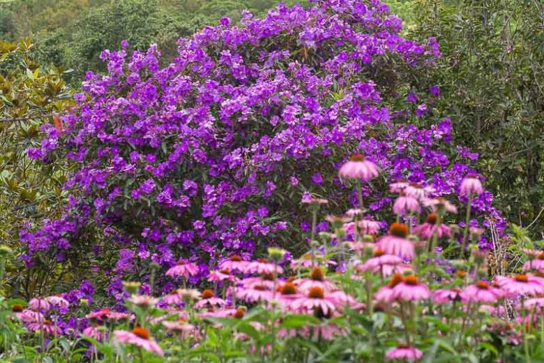 Tibouchina urvilleana, Princess Flower, Lasiandra, Purple Glory Bush, Pleroma, Purple Glory Tree, Flowering Shrub, Purple Flowers