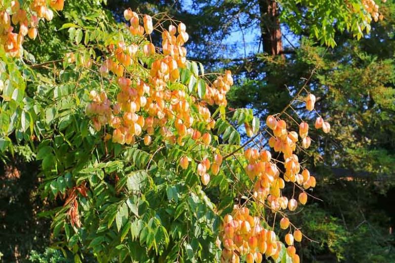 Koelreuteria bipinnata, Bougainvillea Golden-Rain Tree, Chinese Flame Tree, Chinese Golden-rain Tree, Yellow flowers