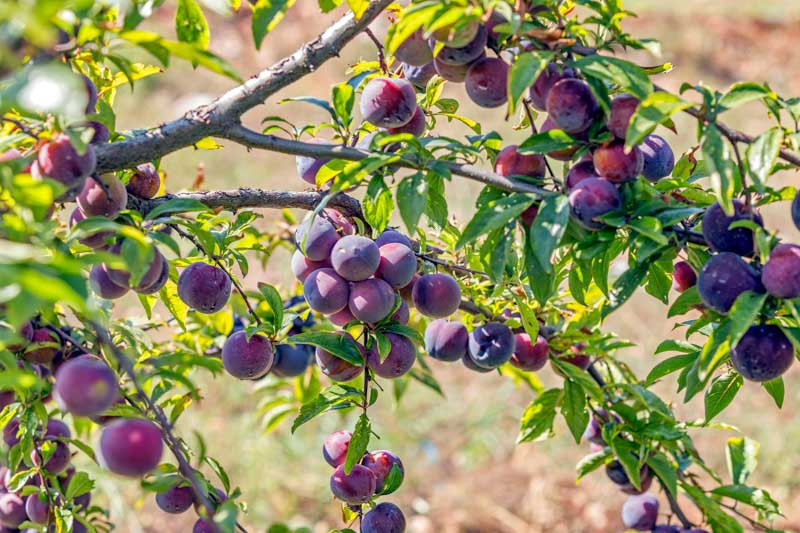 Plums, European plums, Oriental plums, Japanese Plums, Prunus domestica, Prunus. salicina, Plum Trees, Flowering Trees, Fruit Trees, Summer Fruit