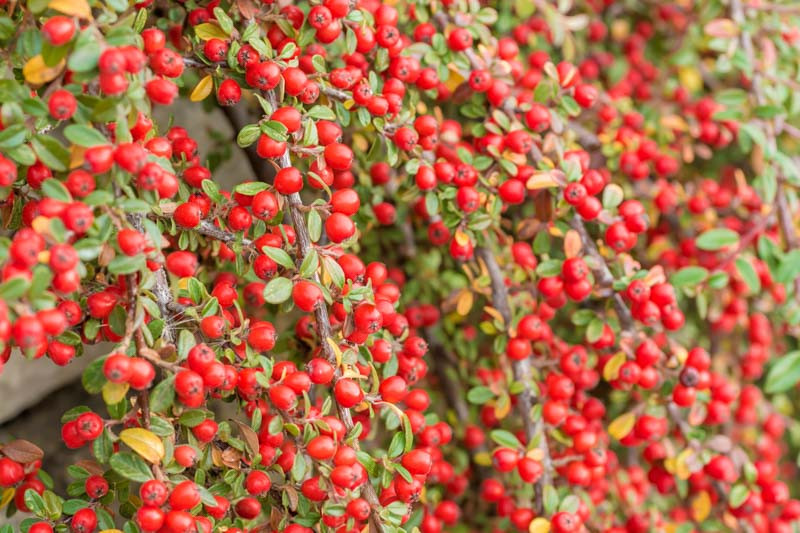 Cotoneaster, Rock Cotoneaster, Creeping Cotoneaster, Bearberry Cotoneaster,