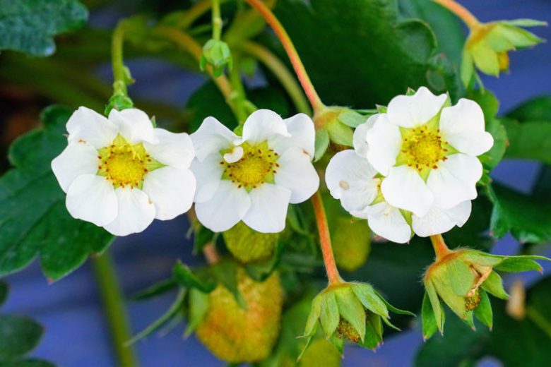 Fragaria × ananassa 'Earliglow', Junebearing Strawberry 'Earliglow', Strawberry 'Earliglow', evergreen shrub, Strawberries, Red Fruit, White flowers