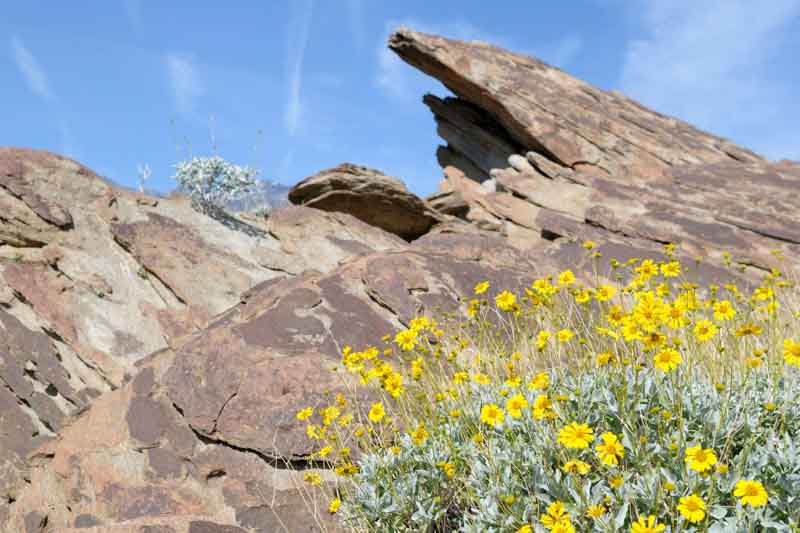 desert marigold, wild marigold, Baileya multiradiata, Yellow flowers