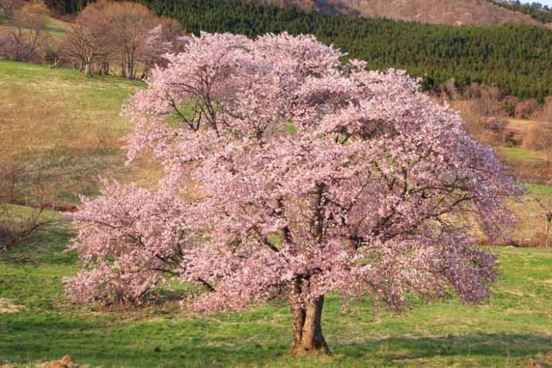 Prunus sargentii, Sargent's Cherry, Flowering Shrub, Fruit Shrub, Exfoliating Bark,Pink flowers,