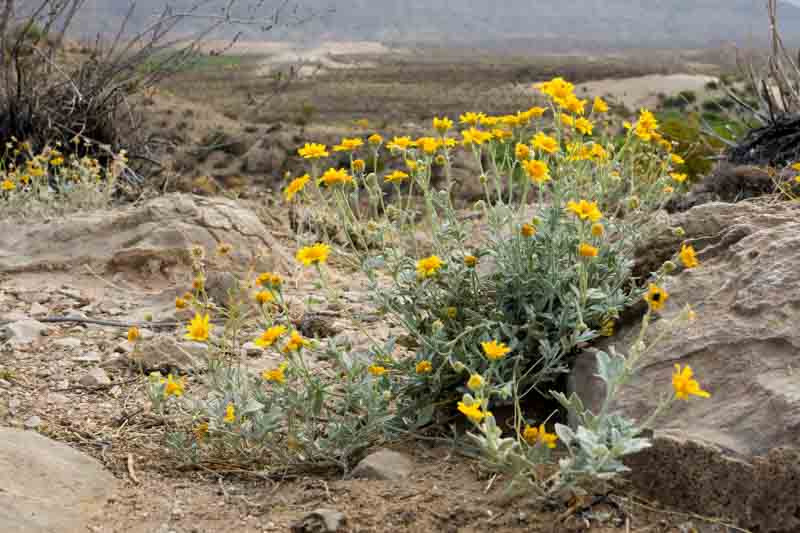 desert marigold, wild marigold, Baileya multiradiata, Yellow flowers