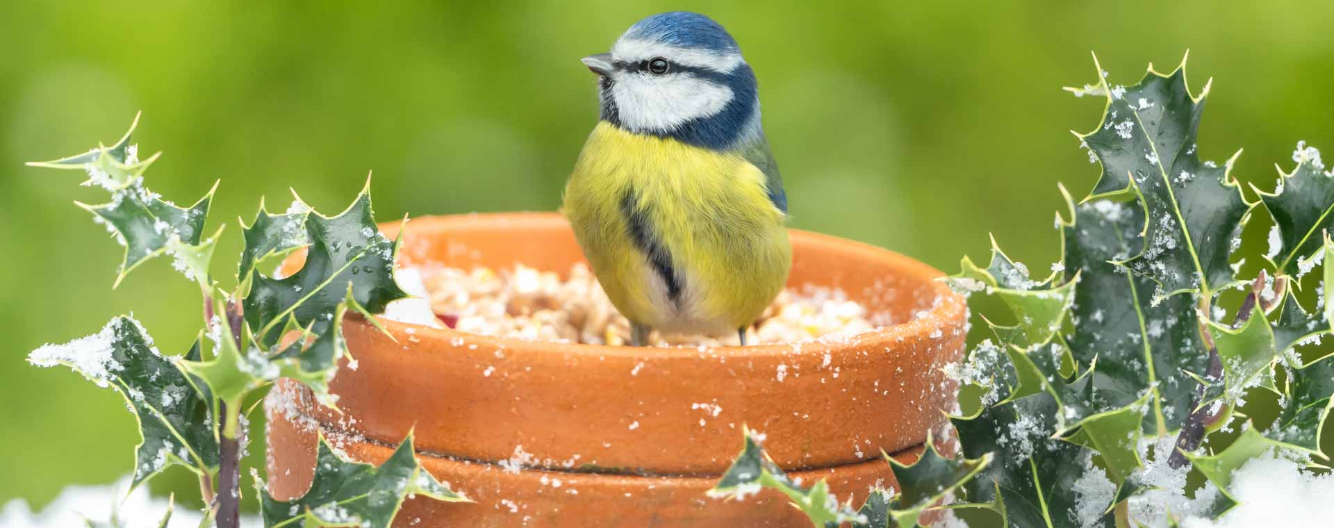 Celebrate all garden seasons!