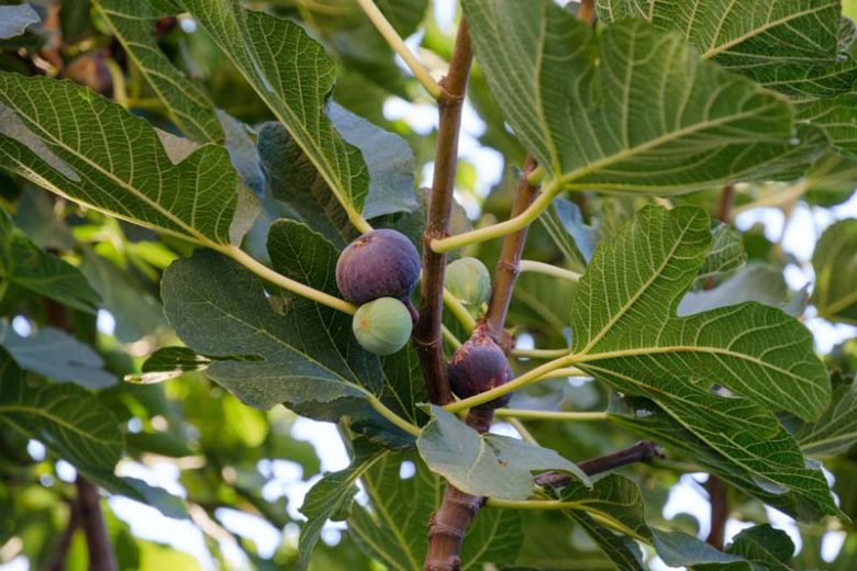 Ficus carica 'Chicago Hardy', Fig 'Chicago Hardy', Chicago Hardy Fig, Figs, Fruit Trees