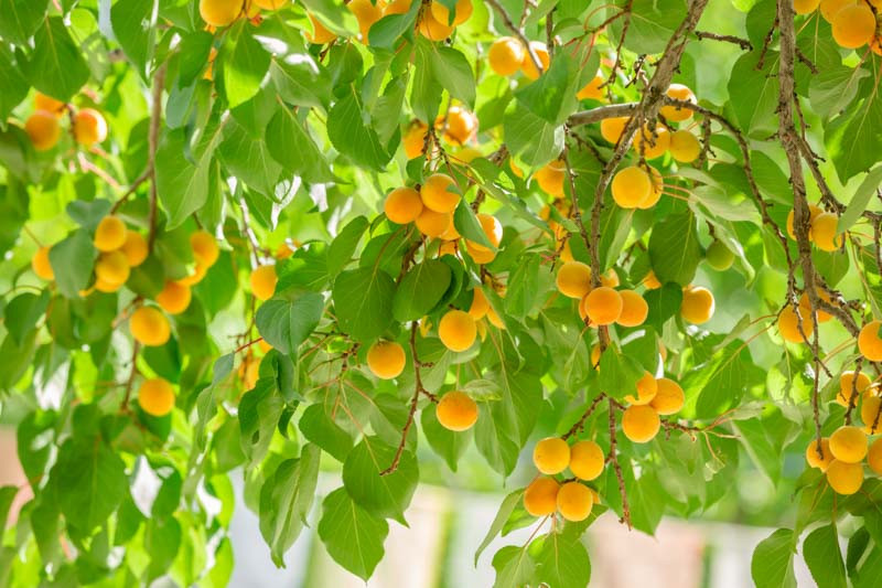 Apricot, Apricots, Moorpark Apricot, Prunus armeniaca 'Moorpark'