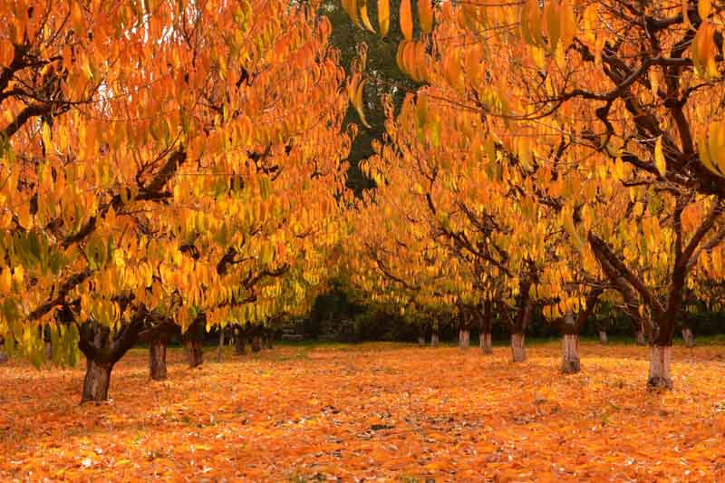 Peach tree, Peach, Peaches, Prunus persica