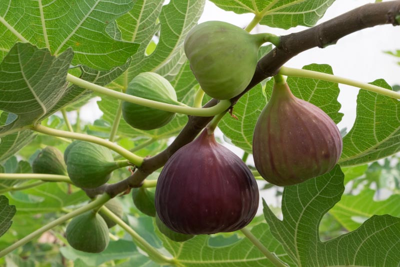 Fig tree, Ficus carica, Figs, Weeping Fig, Benjamin Tree, Java Fig, Java Tree, creeping Fig, Climbing Fig, Ficus pumila, Ficus repens