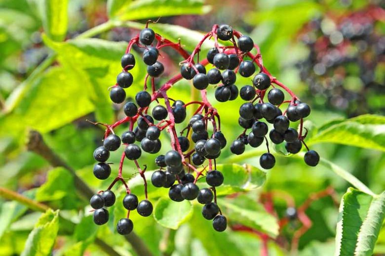 Sambucus, sambucus nigra, sambucus racemosa, sambucus canadensis, Eler, Elderberry, European Elder, American Elder, Elderberry