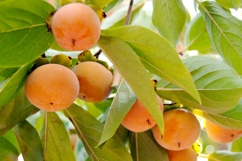 Diospyros kaki 'Fuyu'