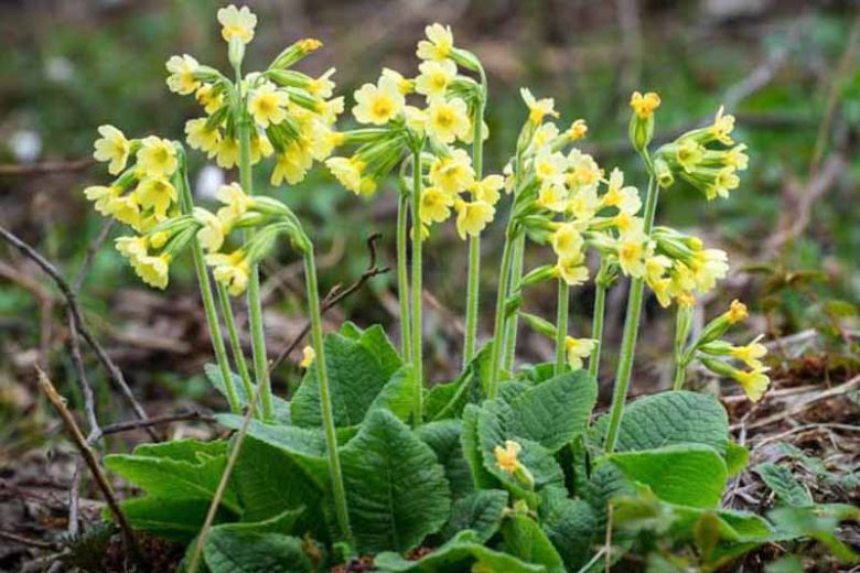 Primula elatior, Oxlip, Great cowslip, True Oxlip, Bardfield Oxlip, Shade plants, shade perennial, yellow flowers, plants for shade, deer resistant plants, deer resistant perennials
