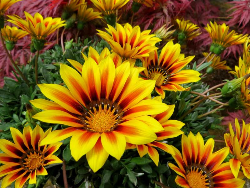 Gazania, Treasure Flower, Drought tolerant flowers, Bicolor flowers, Bicolor Gazania,  Bicolor Treasure Flowers, Summer Flowers