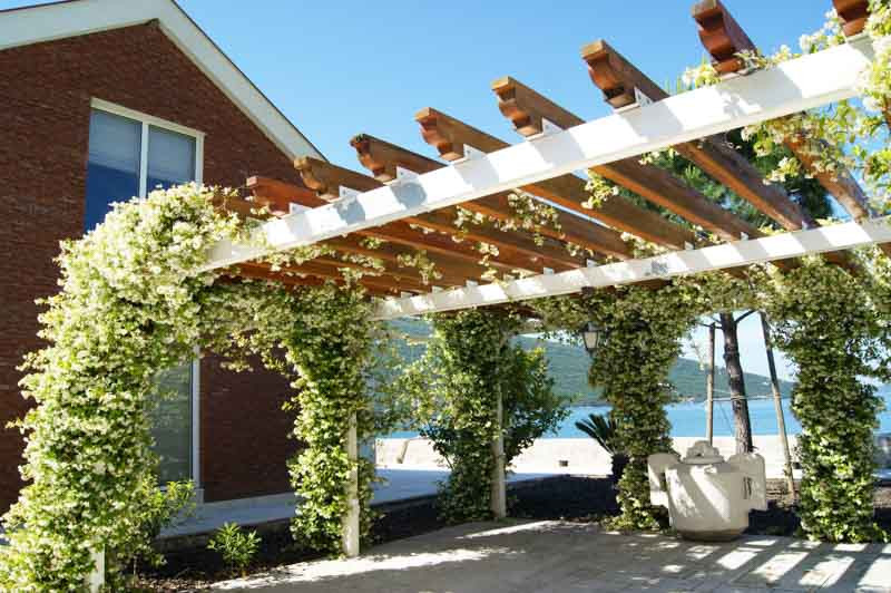 Chinese Ivy, Chinese Jasmine, Star Jasmine, Confederate Jasmine, Jasmin Rhynchospermum, Jasmin Rhyncospermum