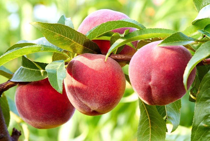 Prunus persica, Peaches, Nectarines, Peach Trees, Nectarines trees, Flowering Trees, Fruit Trees