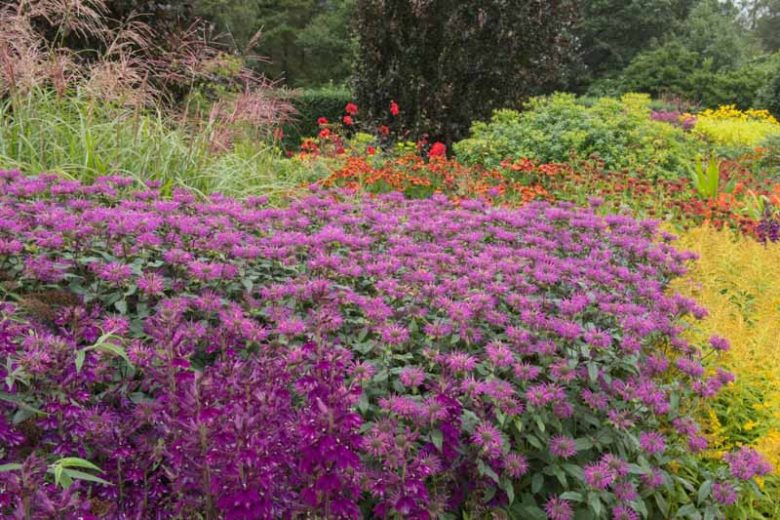 Monarda 'Kardinal',Bee balm 'Kardinal', Bergamot 'Kardinal', purple Monarda, purple bee balm, purple flowers