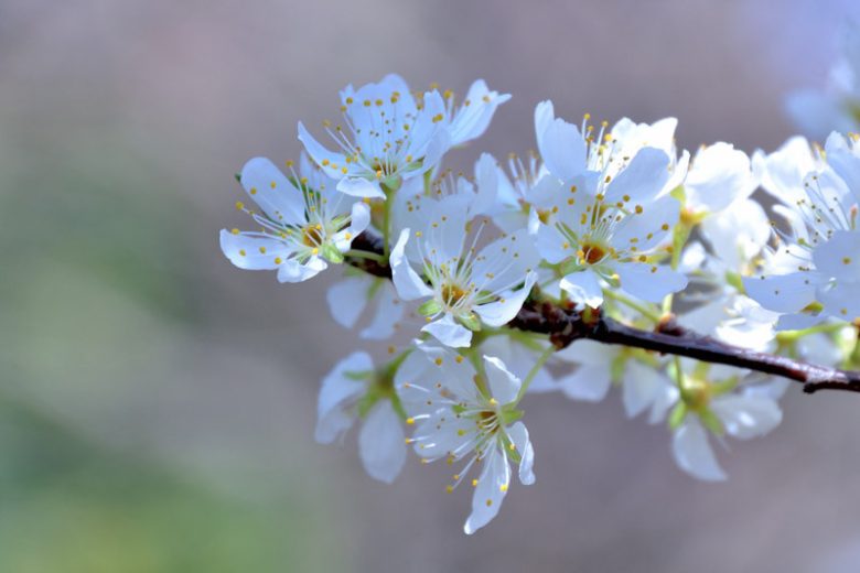 Prunus salicina 'Methley', Japanese Plum 'Methley', Methley Japanese Plum, Flowering Tree, Fruit Tree