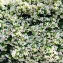 Star Jasmine, Confederate Jasmine, Jasmine, Trachelospermum jasminoides