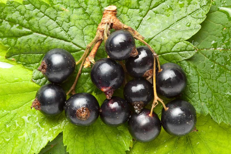 Ribes, Black currants, Red currants, Gooseberries, Jostaberries, White currants, Ribes nigrum, Ribes rubrum, Ribes uva-crispa