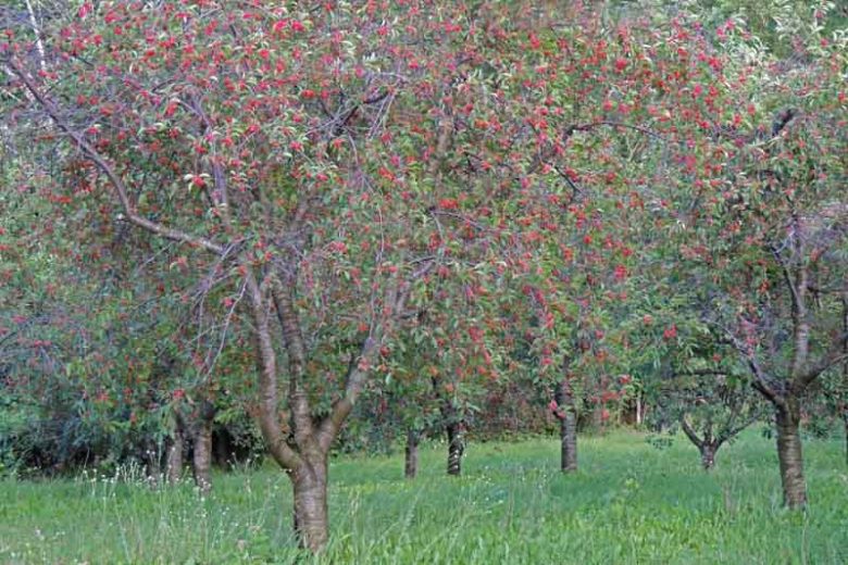 Prunus cerasus 'Montmorency',Tart Cherry 'Montmorency', Sour Cherry 'Montmorency', Dwarf Cherry 'Montmorency', White flowers, Spring Flowers, Cherry tree, Cherries, Red Cherries, Fruit tree