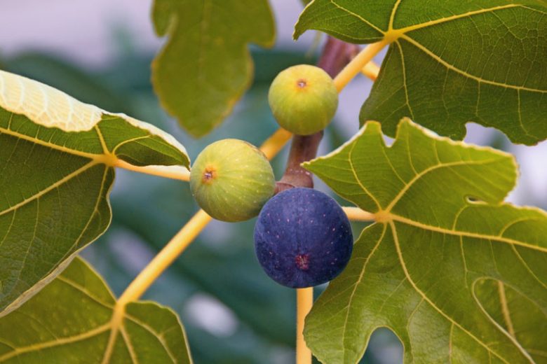 Ficus carica 'Brown Turkey', Fig 'Brown Turkey', Brown Turkey Fig, Figs, Fruit Trees