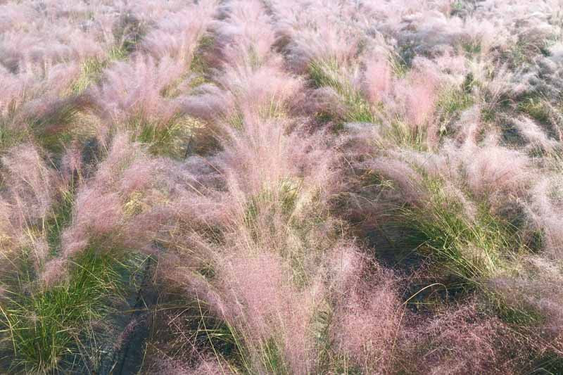 Muhlenbergia capillaris, Pink Muhly Grass, Gulf Muhly, Hair-Awn Muhly, Hairy-Awn Muhly, Hair Grass, Pink Muhly, Pink Grass, Ornamental Grasses, Grasses, decorative Grasses, Perennial Grasses