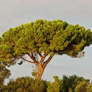 Pinus pinea, Italian Stone Pine, Stone Pine, Umbrella Pine, Evergreen Conifer, Evergreen Shrub, Evergreen Tree,