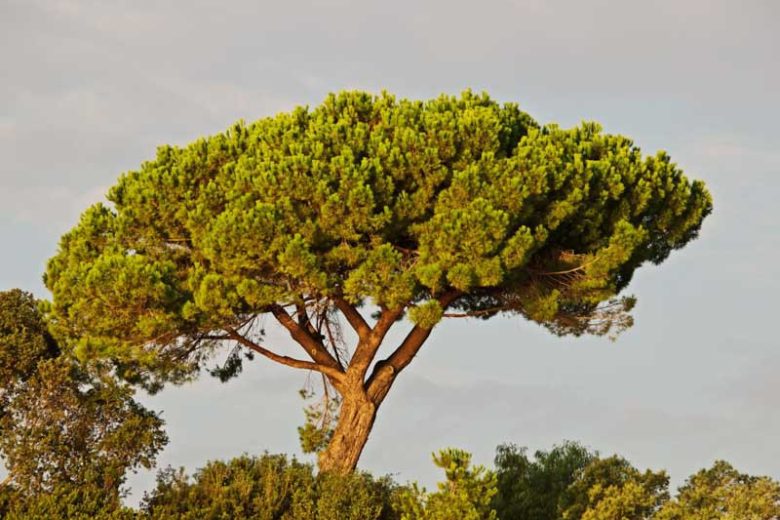 Pinus pinea, Italian Stone Pine, Stone Pine, Umbrella Pine, Evergreen Conifer, Evergreen Shrub, Evergreen Tree,