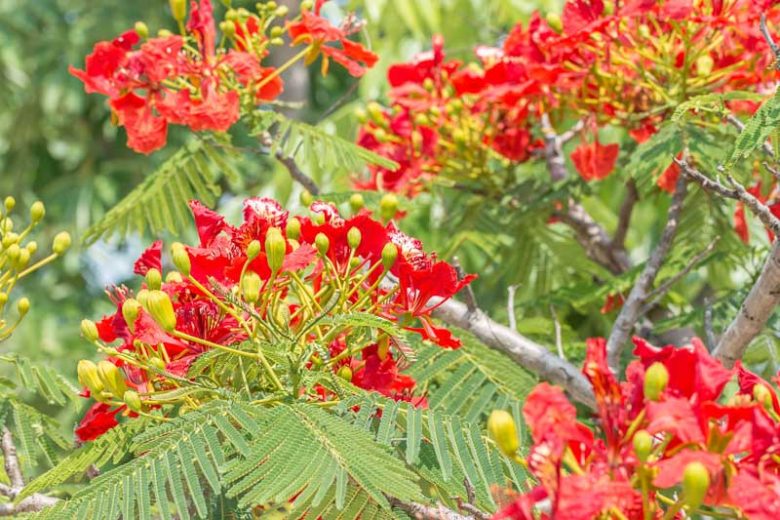 Delonix regia, Flambouyant, Flamboyant, Flame Tree, Flametree, Peacock Flower, Peacock-Flower, Poinciana, Royal Poinciana, Red Tree, Poinciana regia, Red flowers