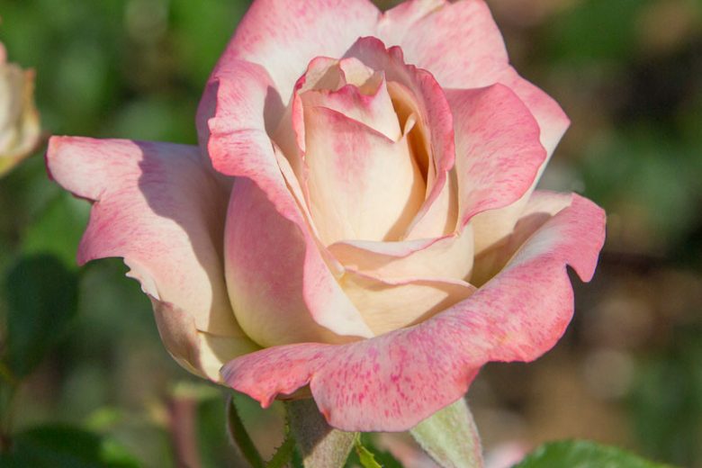 Rosa Pinkerbelle™, Rose Pinkerbelle™, Rosa Lyon Lumieres, Rosa 'MEIvanae', Hybrid Tea Roses, Shrub Roses,  Pink roses, Pink Hybrid Tea Roses,  Pink Landscape Roses