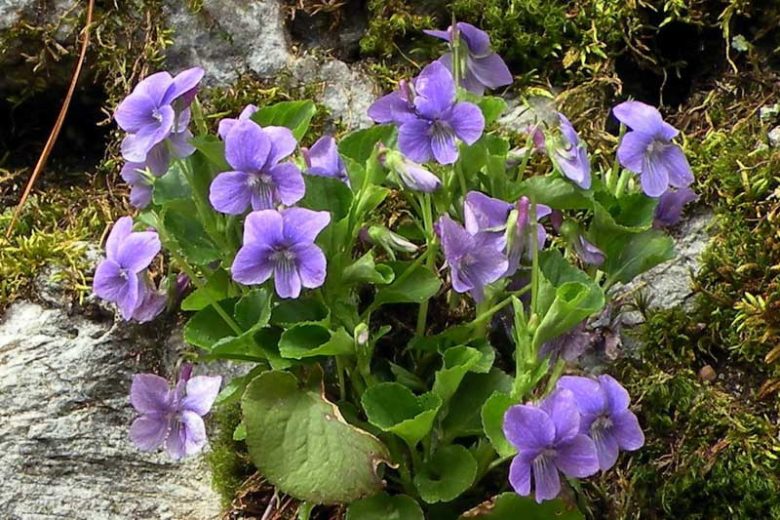 Viola labradorica, Alpine Violet, American Dog Violet, Labrador Violet, Viola adunca var. minor, Viola conspersa, Shade plants, shade perennial, violet flowers, plants for shade