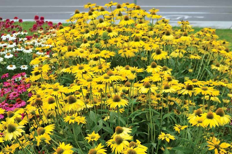 Echinacea Leilani, Leilani Echinacea, Coneflower 'Leilani', Yellow coneflower, Yellow coneflowers, Yellow Echinacea, Yellow Flowers, Yellow Perennials