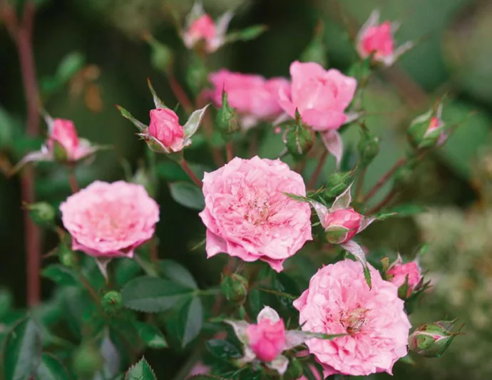 Rose Oso Easy Petit Pink, Rosa Oso Easy Petit Pink, Oso Easy Petit Pink Rose, Shrub Roses, Rose bushes, Garden Roses, Rosa 'ZLEMarianneYoshida', Pink Roses, Pink Flowers, Groundcover Rose