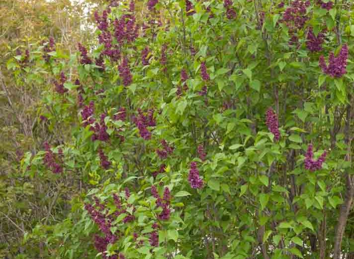 Syringa vulgaris 'Charles Joly',Syringa 'Charles Joly', Lilac 'Charles Joly', Purple lilac, Fragrant Lilac, Purple Flowers, Fragrant Shrub, Fragrant Tree