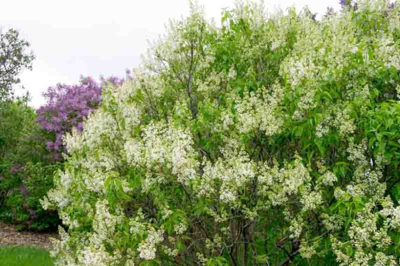Syringa vulgaris 'Primrose',Syringa 'Primrose', Lilac 'Primrose', Yellow lilac, Fragrant Lilac, Yellow Flowers, Fragrant Shrub, Fragrant Tree